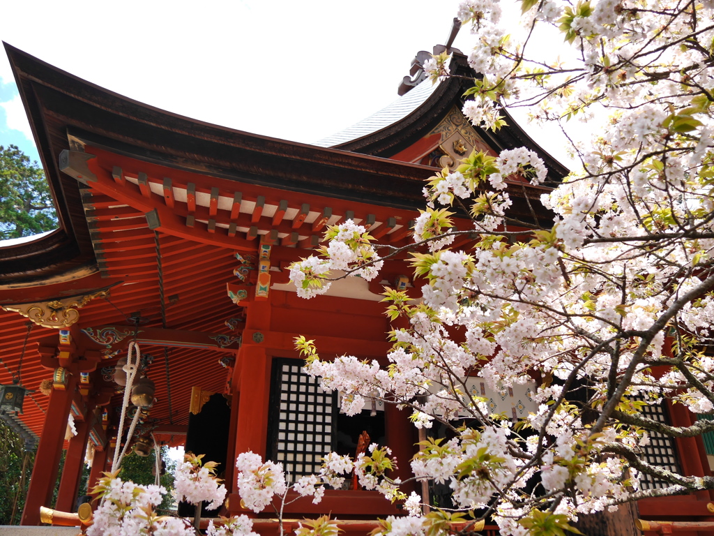 志波彦神社の御所匂Ⅱ