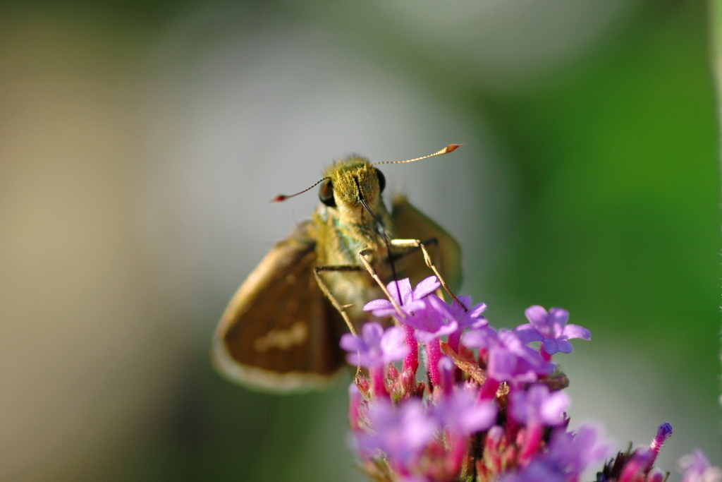 ガーデンのセセリⅡ