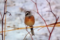 高鳴り