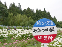 みちのくあじさい園の紫陽花2024Ⅷ