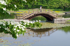 公園のヤマボウシ