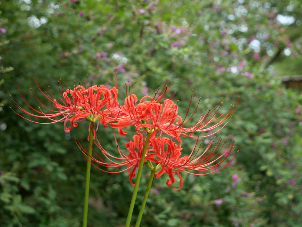 野草園の彼岸花