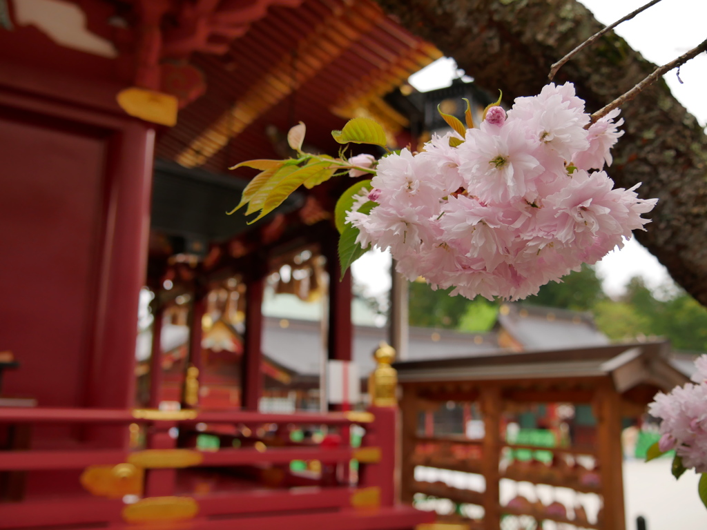 鹽竈桜2016Ⅱ