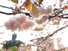 公園の八重桜Ⅱ