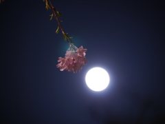月見桜Ⅱ