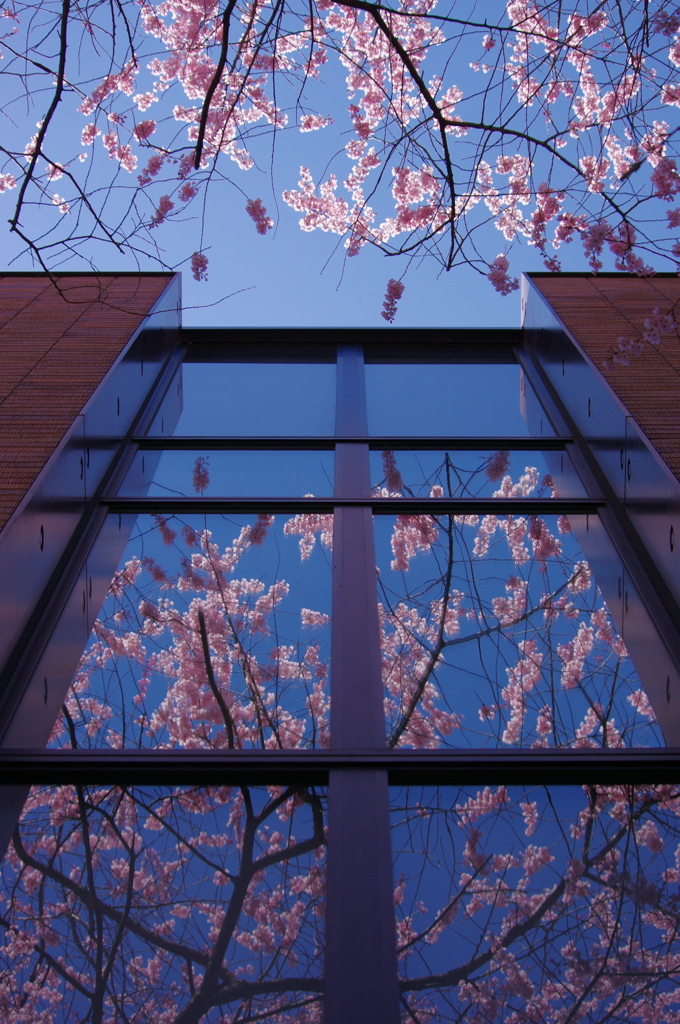 桜ウィンドウ