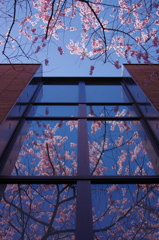 桜ウィンドウ