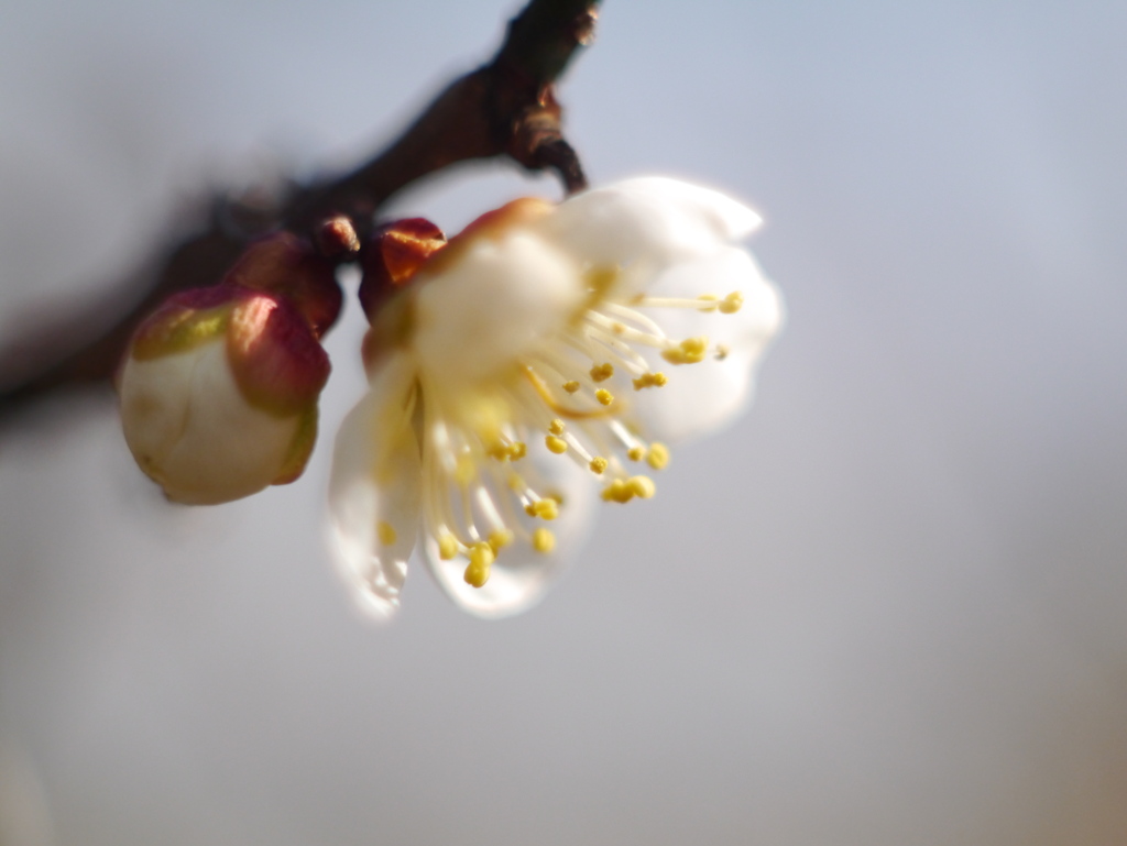 農業園芸センターの梅2026Ⅲ