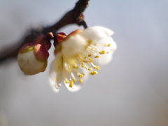 農業園芸センターの梅2026Ⅲ