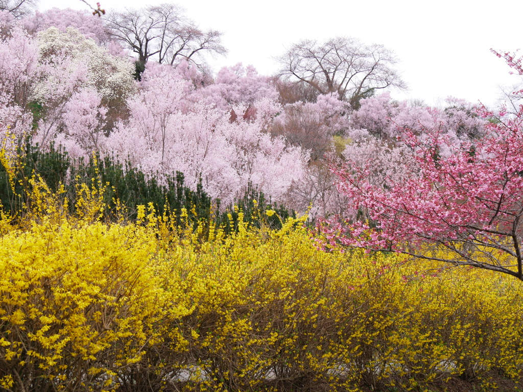 花見山公園2024Ⅴ