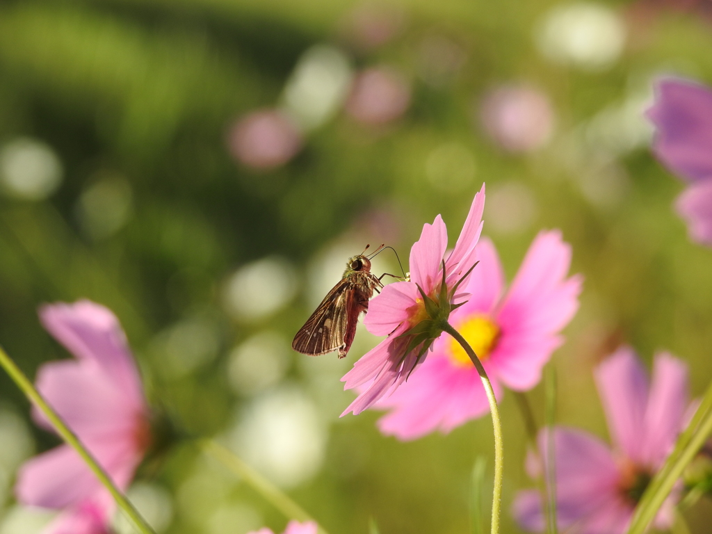 河原のセセリⅤ