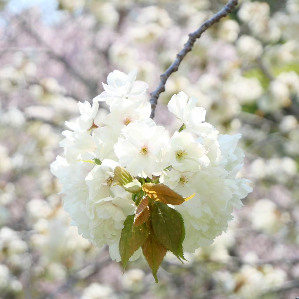 鹽竈神社の鬱金桜