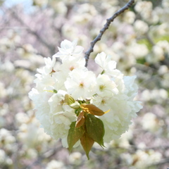 鹽竈神社の鬱金桜