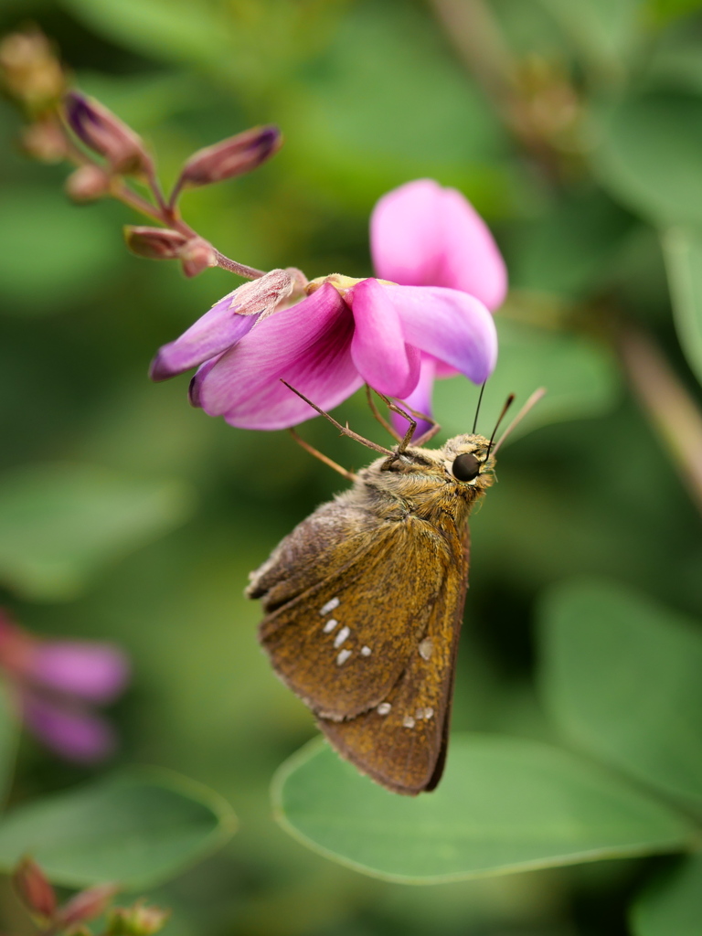 野草園のセセリ2019