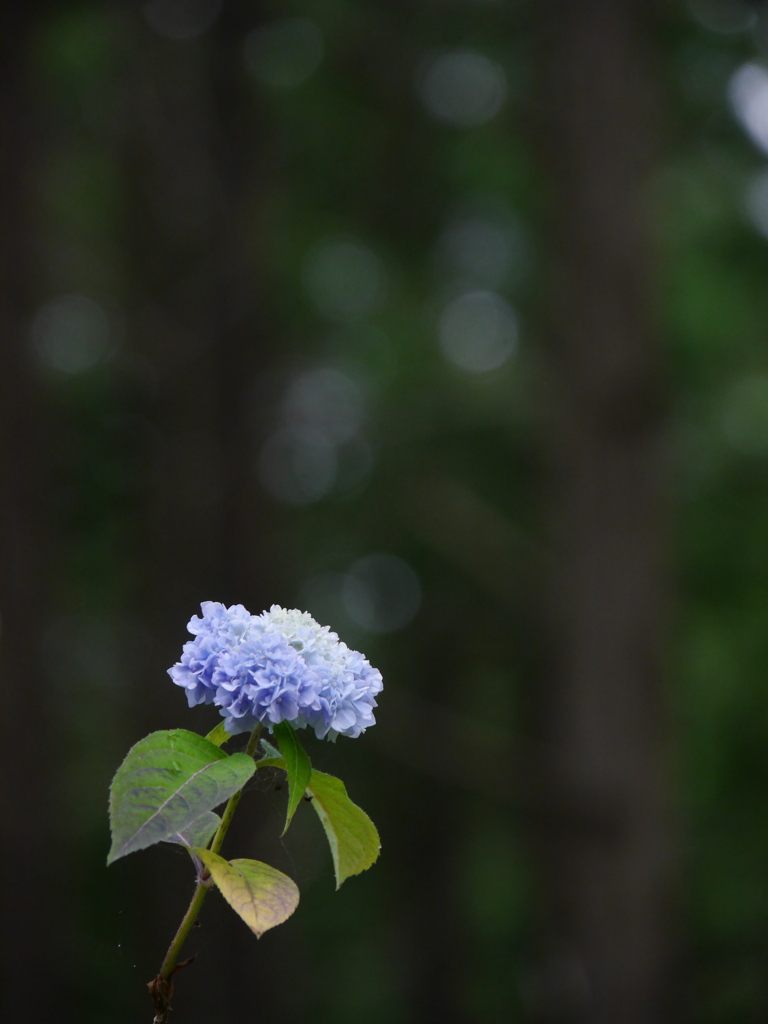 みちのくあじさい園の紫陽花Ⅻ