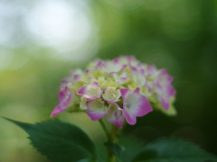 船岡城址公園のアジサイⅣ