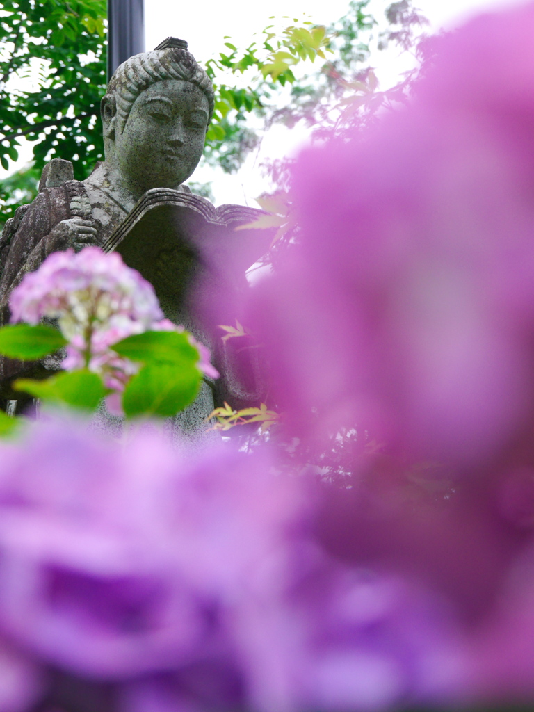 資福寺の紫陽花2021Ⅷ