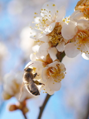 農業園芸センターのミツバチ