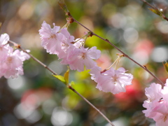 花見山公園2018Ⅺ