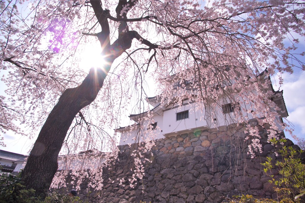 白石城の桜2021Ⅷ