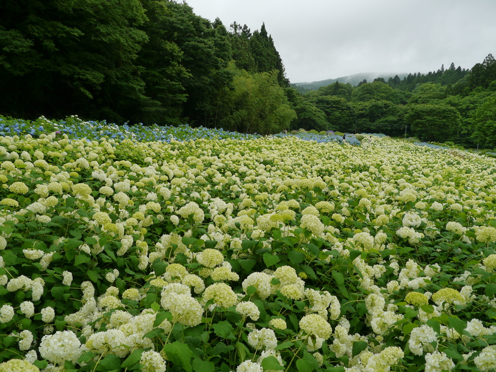 みちのくあじさい園の紫陽花2020Ⅳ