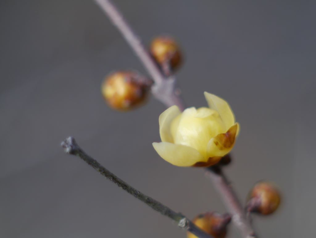 農業園芸センターの蝋梅2026Ⅱ