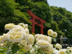 東沢バラ公園のバラ2024