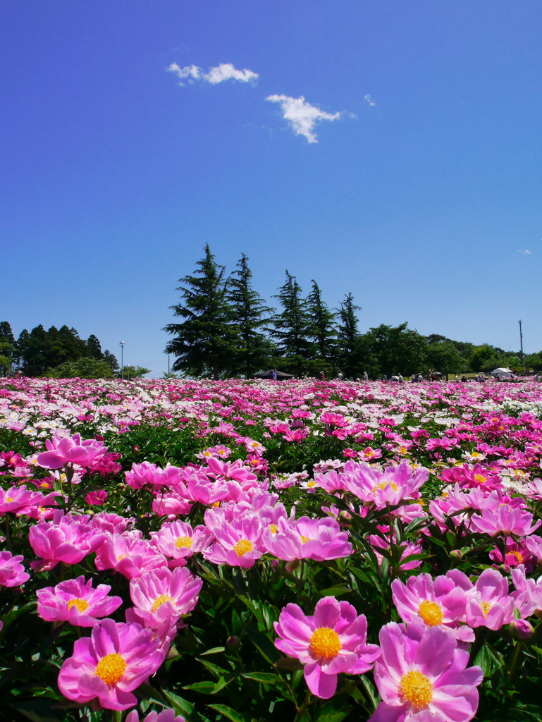 色麻町の芍薬Ⅱ