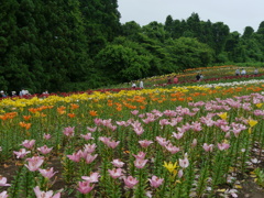 一迫ゆり園のユリ2020