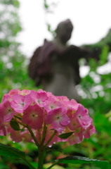 資福寺の紫陽花Ⅴ