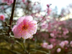 河原の紅梅2016Ⅳ