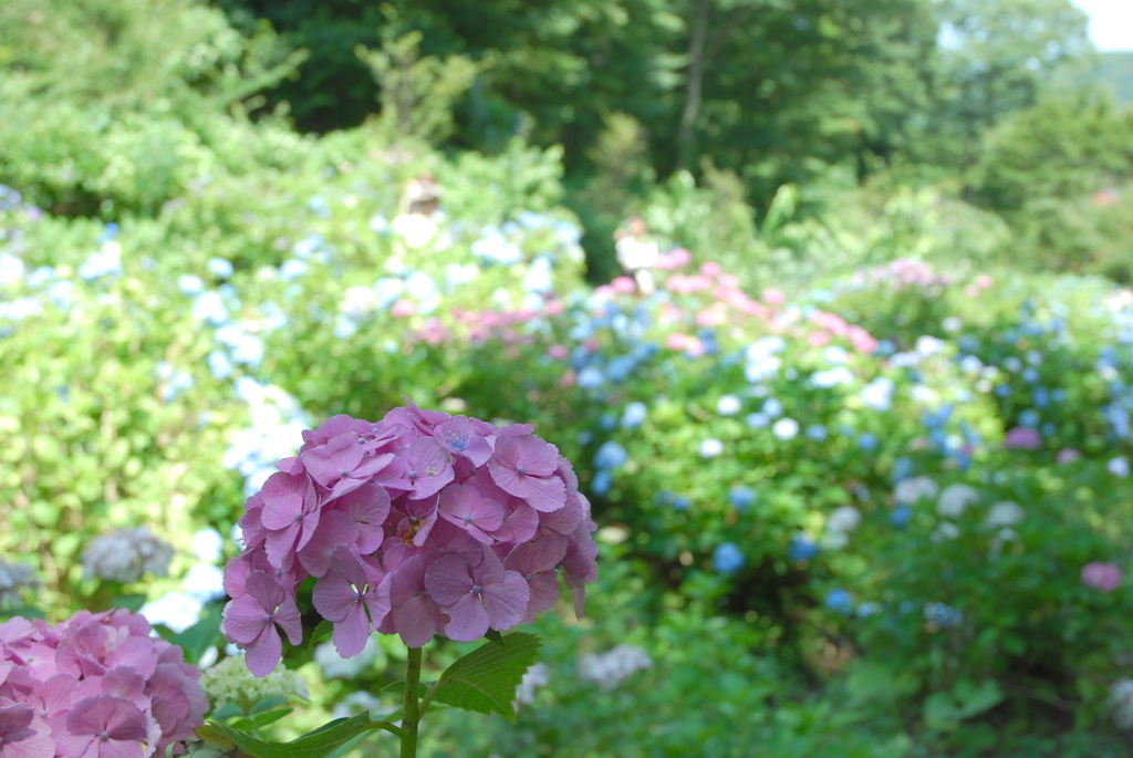 船岡城址公園のアジサイ