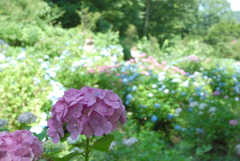 船岡城址公園のアジサイ