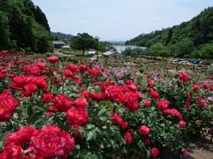 東沢バラ公園のバラ2025Ⅸ