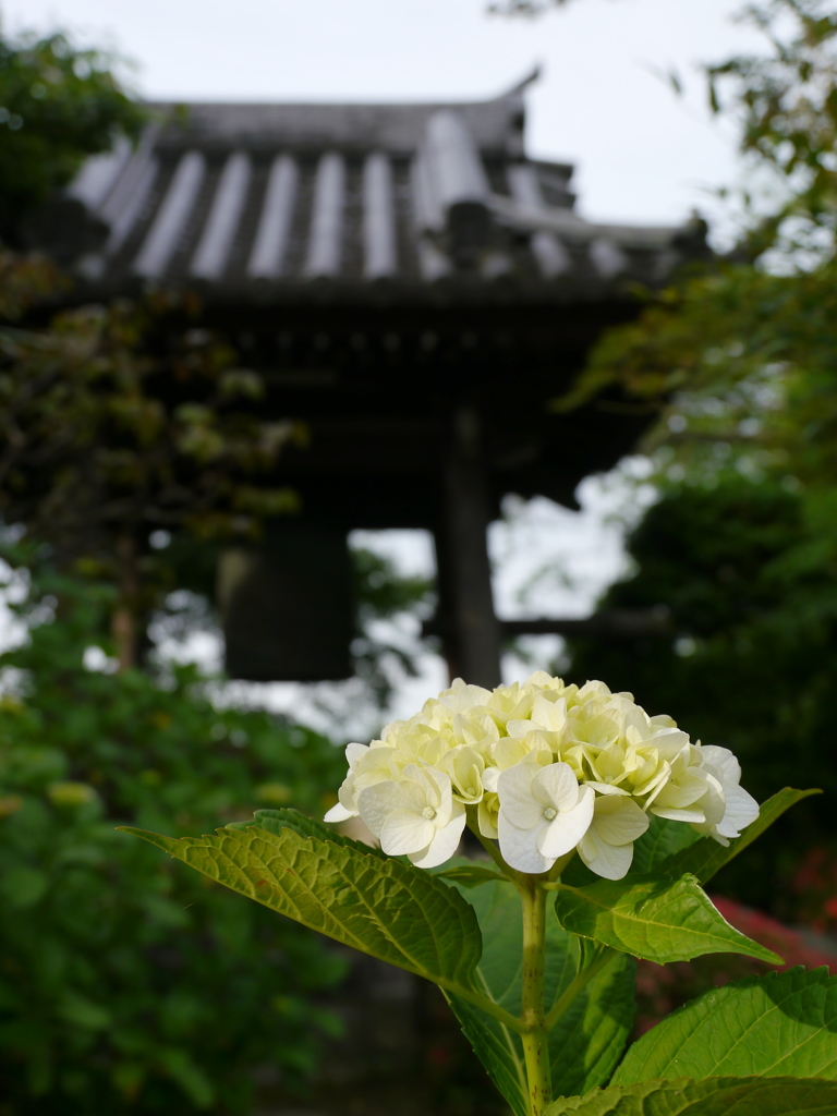 資福寺の紫陽花2018Ⅵ