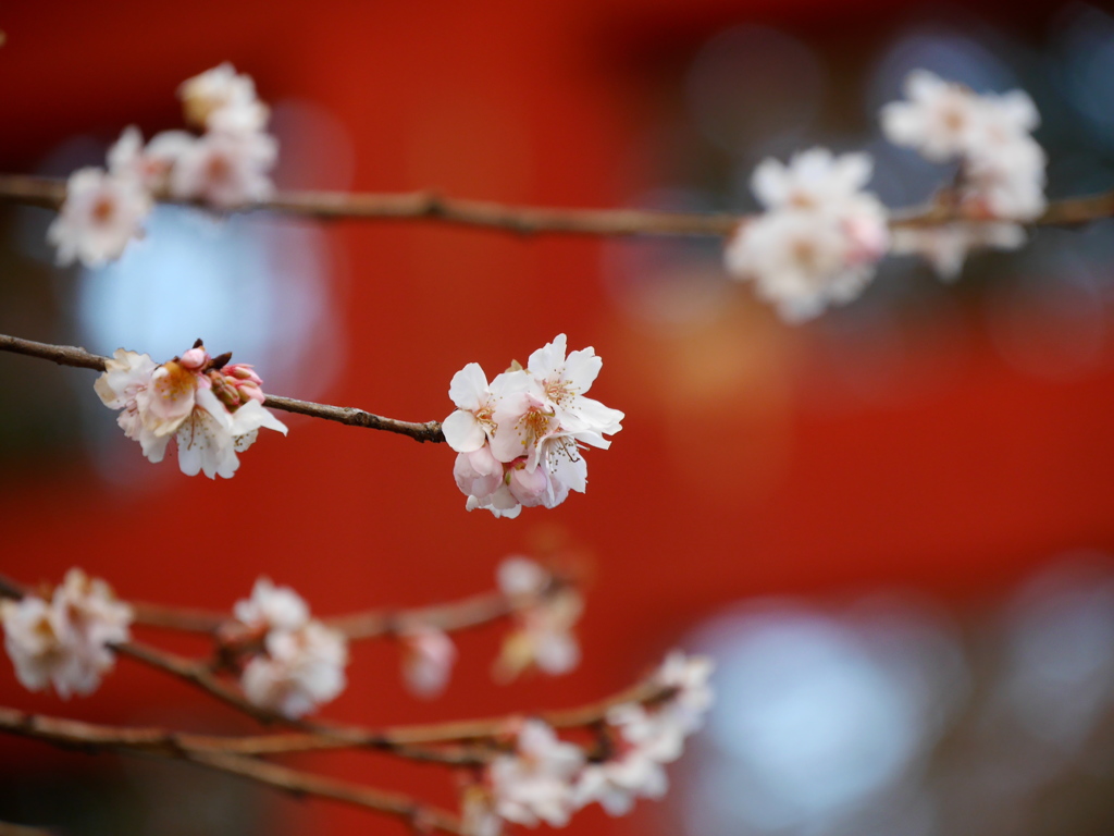 鹽竈神社の四季桜2019