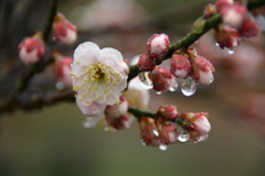 雨の梅園Ⅲ