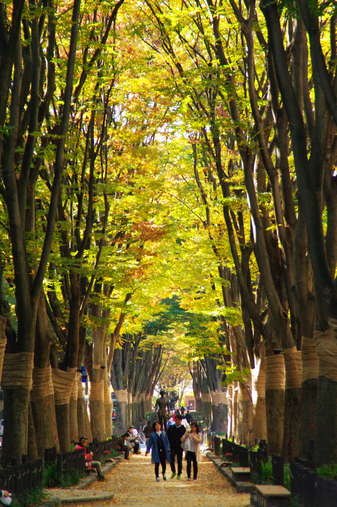 秋の定禅寺通り