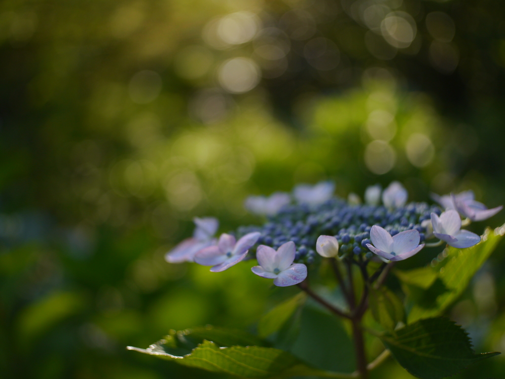 資福寺の紫陽花2022Ⅵ