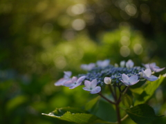 資福寺の紫陽花2022Ⅵ
