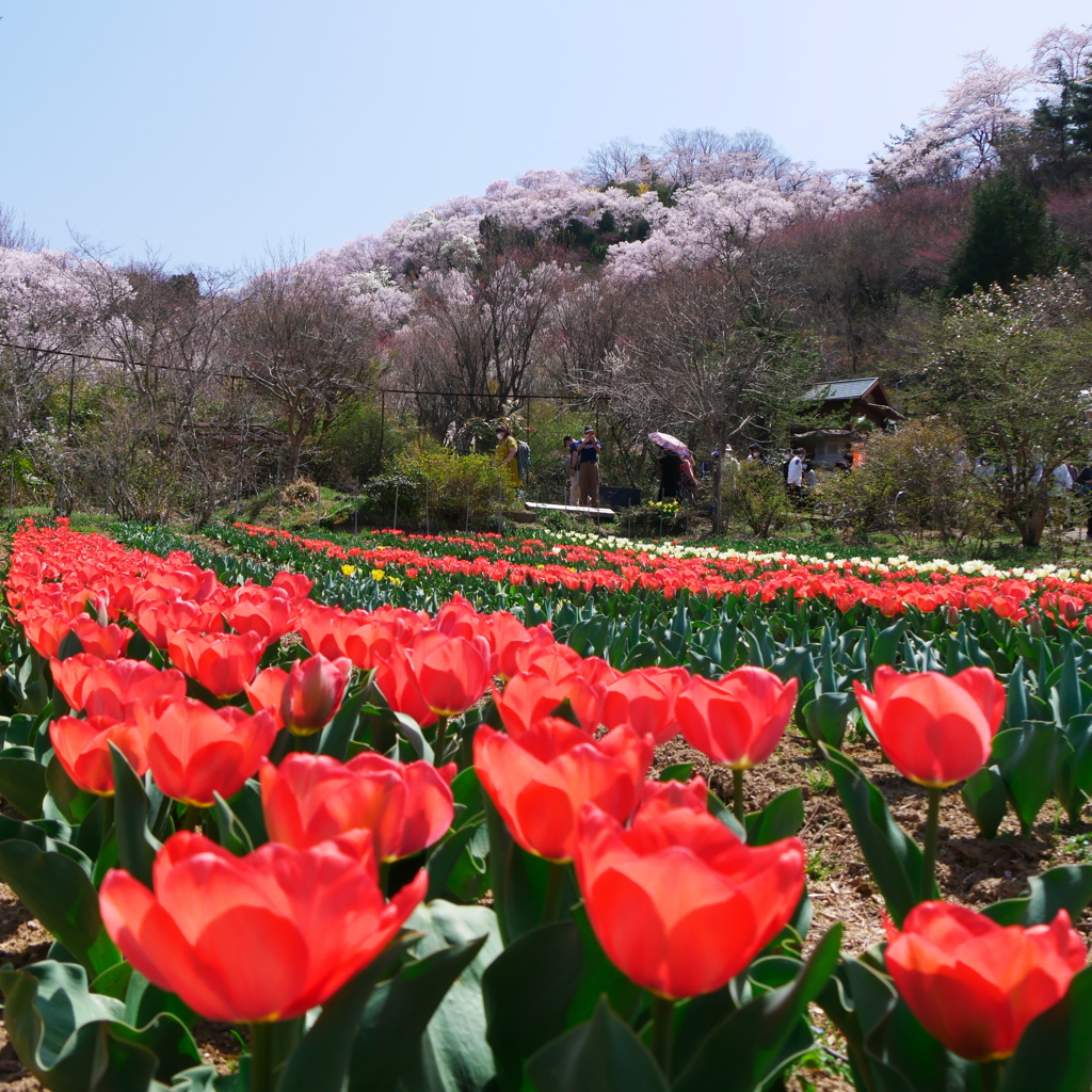 花見山公園2022Ⅶ