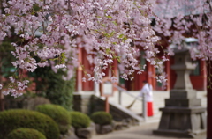 鹽竈神社の桜風景Ⅷ