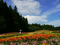 一迫ゆり園のユリⅢ