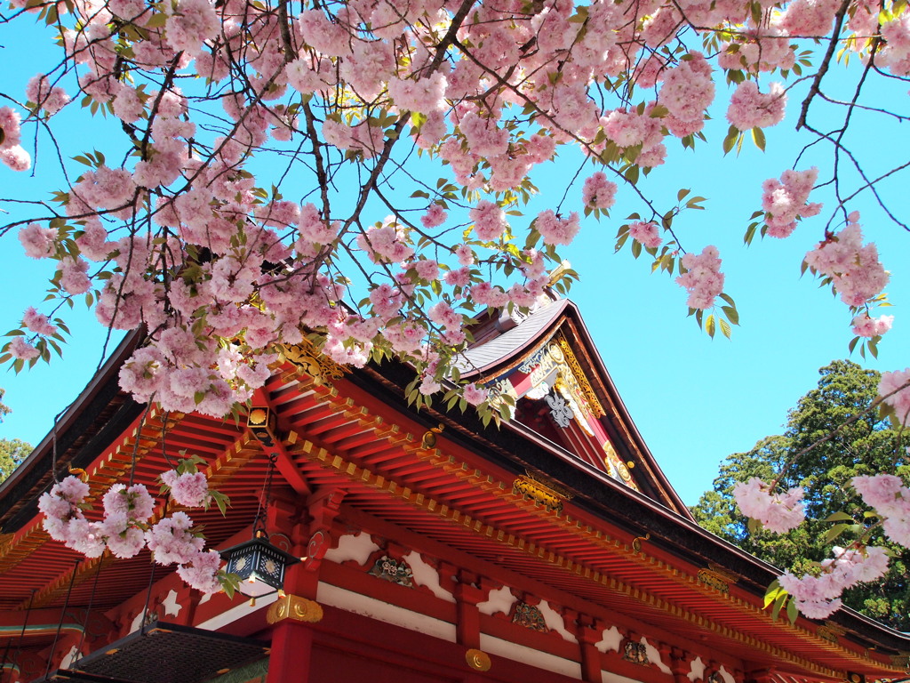 鹽竈神社の鹽竈桜2019Ⅱ