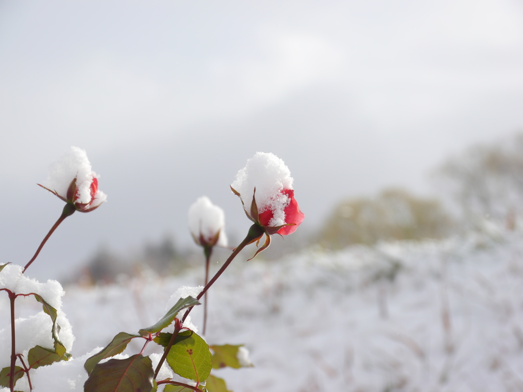 雪薔薇