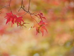 薬師堂のモミジⅢ