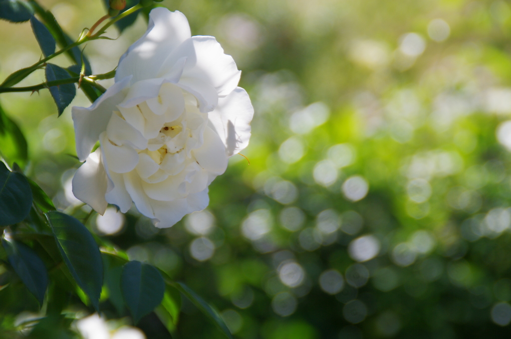 東沢バラ公園のバラ2019Ⅲ