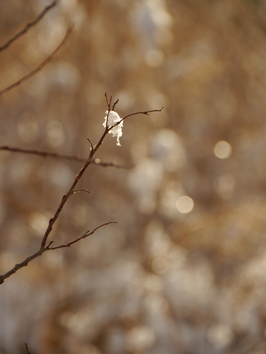 梢の雪