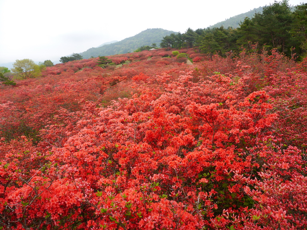 徳仙丈山のつつじ2018