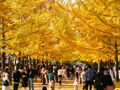 山形県総合運動公園のイチョウ並木2024Ⅲ